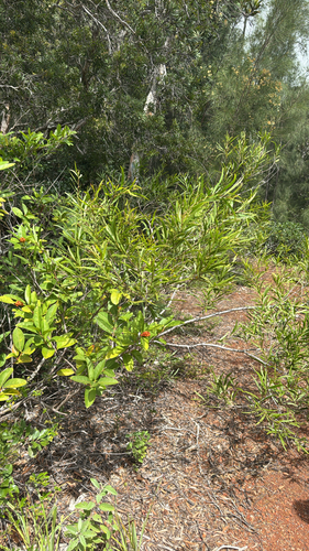 Acacia confusa observed 2026-09-21