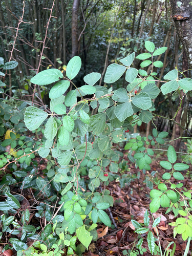 Rhynchosia volubilis observed 2026-10-21