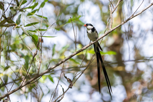 iNaturalist image