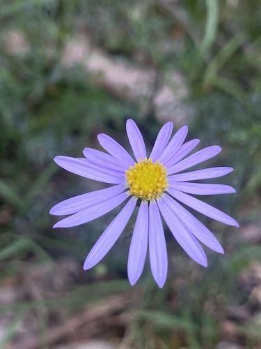 Brachyscome multifida observed 2026-10-21