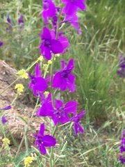 Consolida orientalis