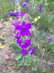 Consolida orientalis