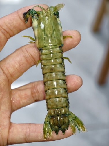 Gonodactylus chiragra observed 2026-10-04