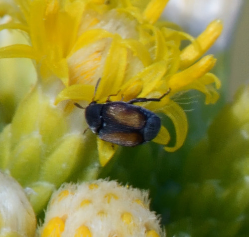 Stator limbatus