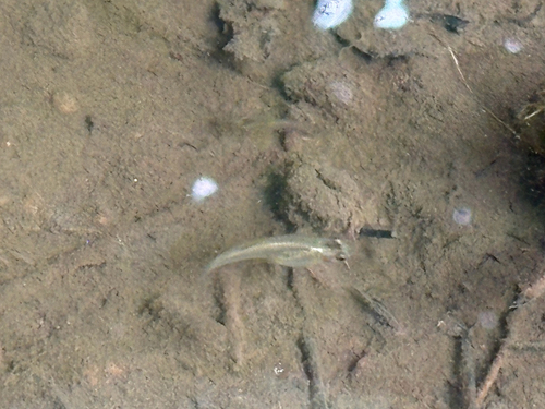 Poecilia reticulata observed 2026-10-21