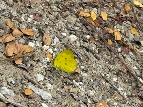 Eurema
