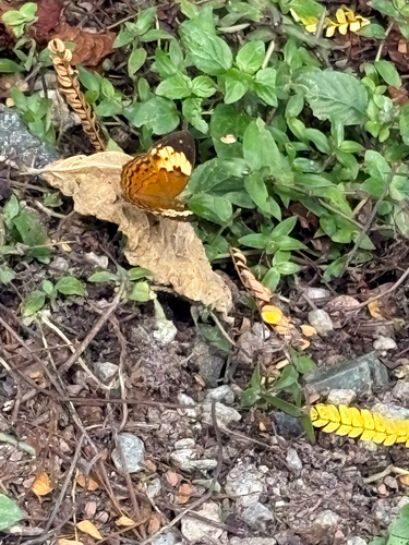 Cupha erymanthis