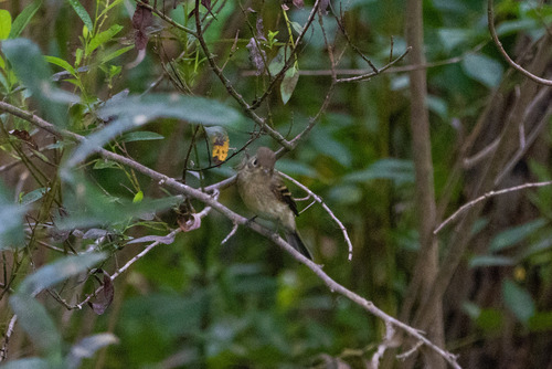 Western Flycatcher