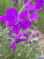 Consolida orientalis