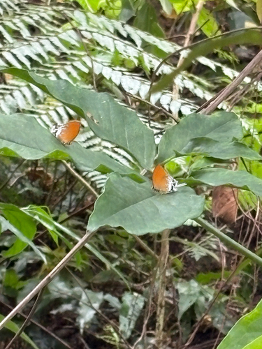 Eooxylides tharis