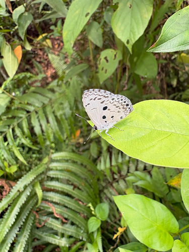 Acytolepis