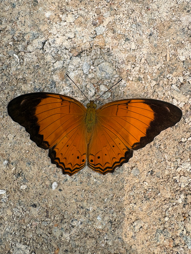 Cirrochroa emalea