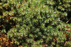 Polytrichastrum ohioense
