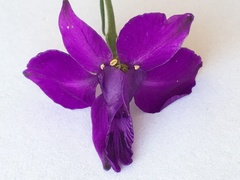 Consolida orientalis