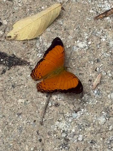 Cirrochroa emalea