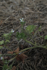 Pelargonium odoratissimum