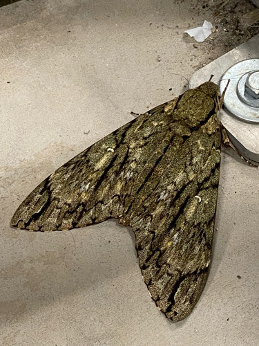 Lucifer observed 2026-10-21