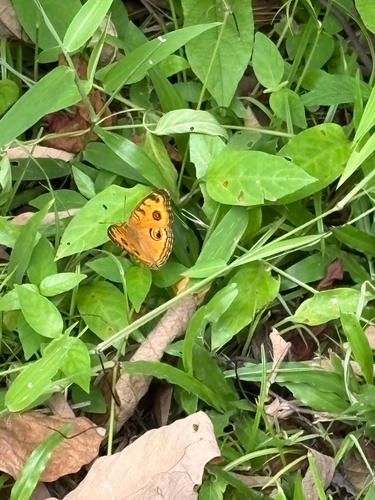 Junonia almana