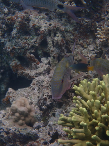 Parupeneus indicus observed 2026-10-21