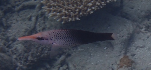 Gomphosus varius observed 2026-10-21