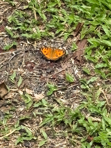 Junonia almana
