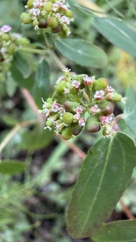 Euphorbia hypericifolia observed 2026-10-20