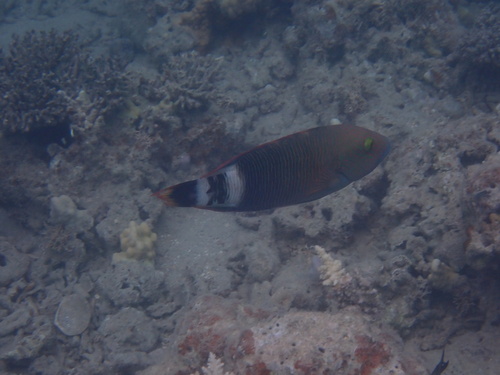 Cheilinus trilobatus observed 2026-10-21