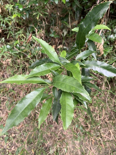 Helicia observed 2026-10-21