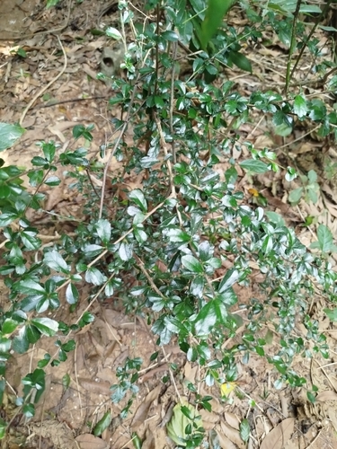 Ehretia microphylla observed 2026-10-21