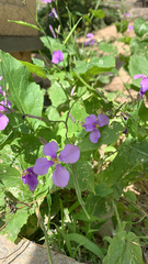 Orychophragmus violaceus