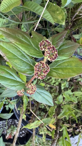 Euphorbia hirta observed 2026-10-20