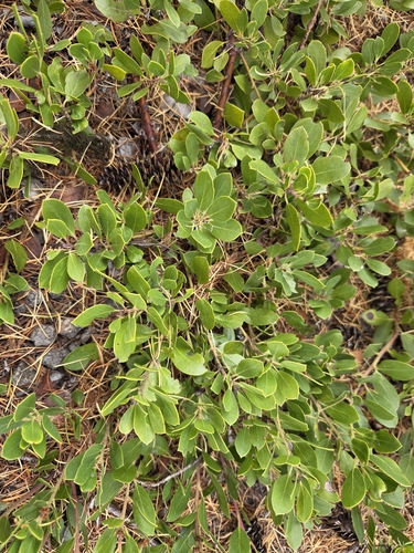 Arctostaphylos nevadensis observed 2026-10-19