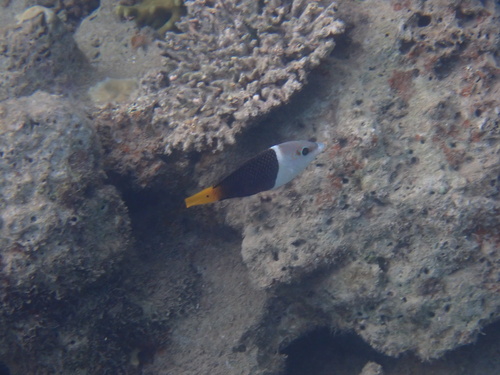 Hemigymnus melapterus observed 2026-10-21