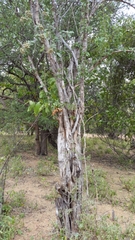 Kiggelaria africana image