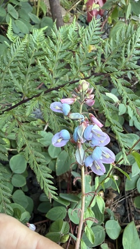 Desmodium, 2026-10-20