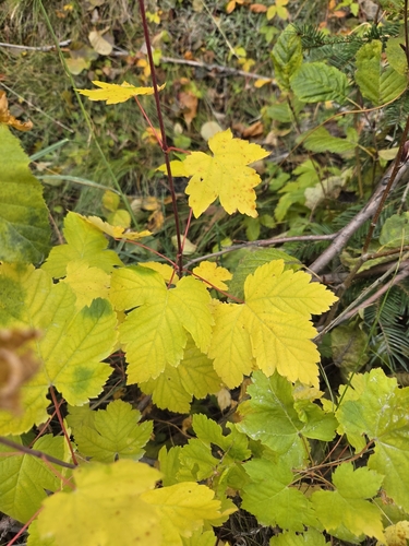 Acer glabrum observed 2026-10-19