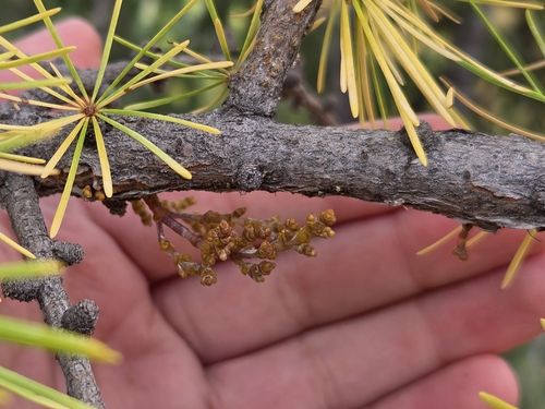 Arceuthobium campylopodum, 2026-10-19
