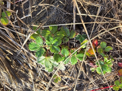 Fragaria chiloensis observed 2026-10-18