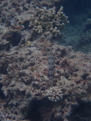 Synodus variegatus observed 2026-10-21
