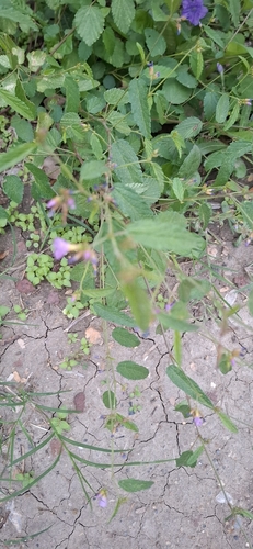 Melochia pyramidata observed 2026-10-20