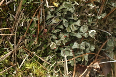 Cladonia phyllophora