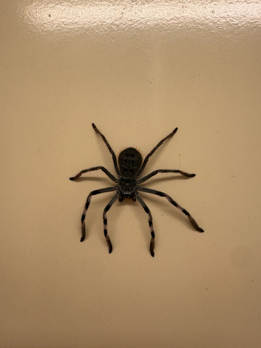 Isopoda observed 2026-10-21