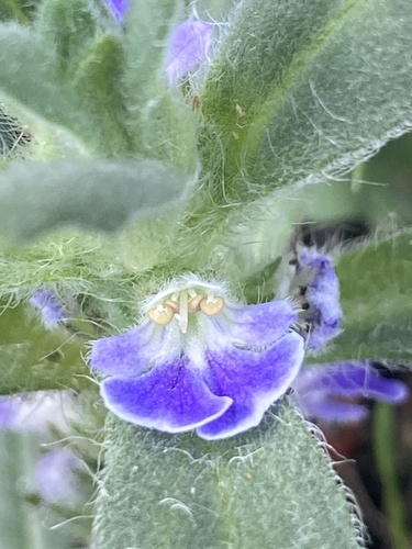 Ajuga australis observed 2026-10-21