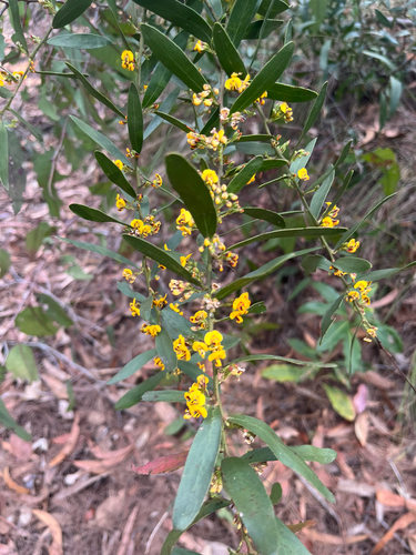 Daviesia mimosoides observed 2026-10-21