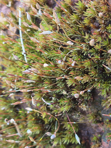 Pogonatum observed 2026-10-21