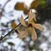 Bakeridesia yucatana - Photo (c) Donají Graham, alguns direitos reservados (CC BY-NC), uploaded by Donají Graham