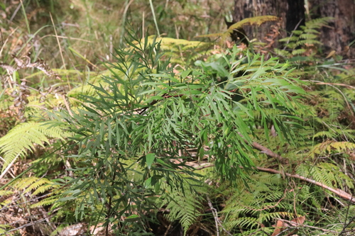 Lomatia silaifolia observed 2026-10-21