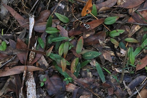 Smilax glyciphylla observed 2026-10-21