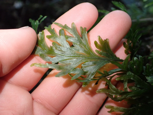 Hymenophyllum dilatatum observed 2026-10-21
