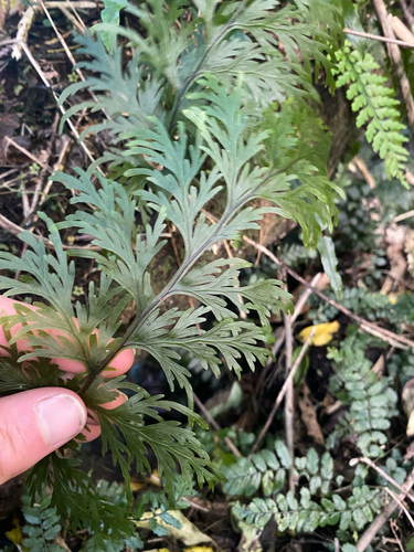 Hymenophyllum dilatatum observed 2026-10-21